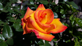 Yellow Orange & Red Rose